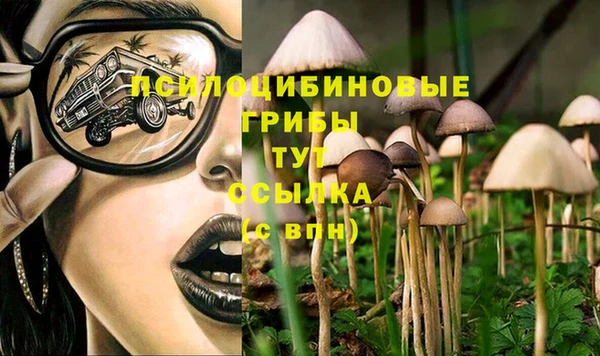 гашик Корсаков